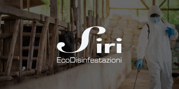 image portfolio siri