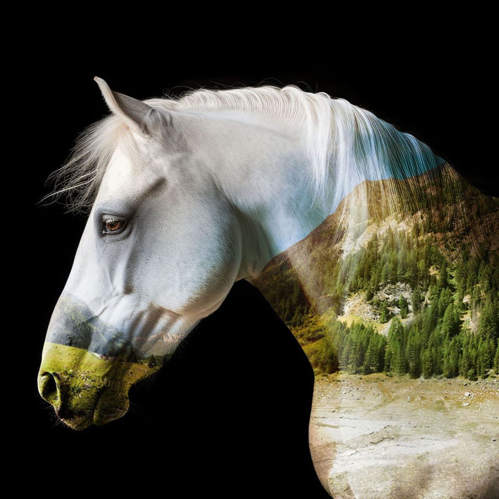 Fotomontaggio di una testa di cavallo bianco con foto montagna sovrapposta